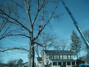 Wide shot of tree removal using a crane